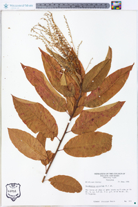 Oxydendrum arboreum image