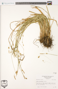 Carex styloflexa image