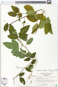 Desmodium nuttallii image