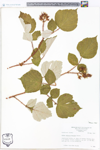 Rubus phoenicolasius image