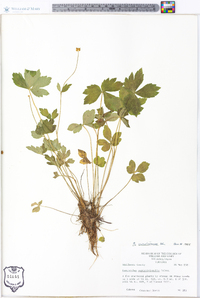 Ranunculus carolinianus image