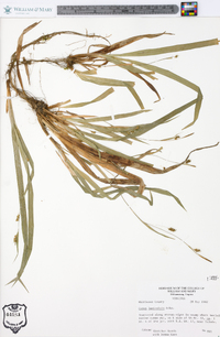 Carex laxiculmis image