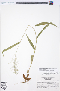 Dichanthelium polyanthes image