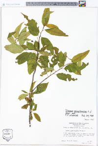 Prunus pensylvanica image