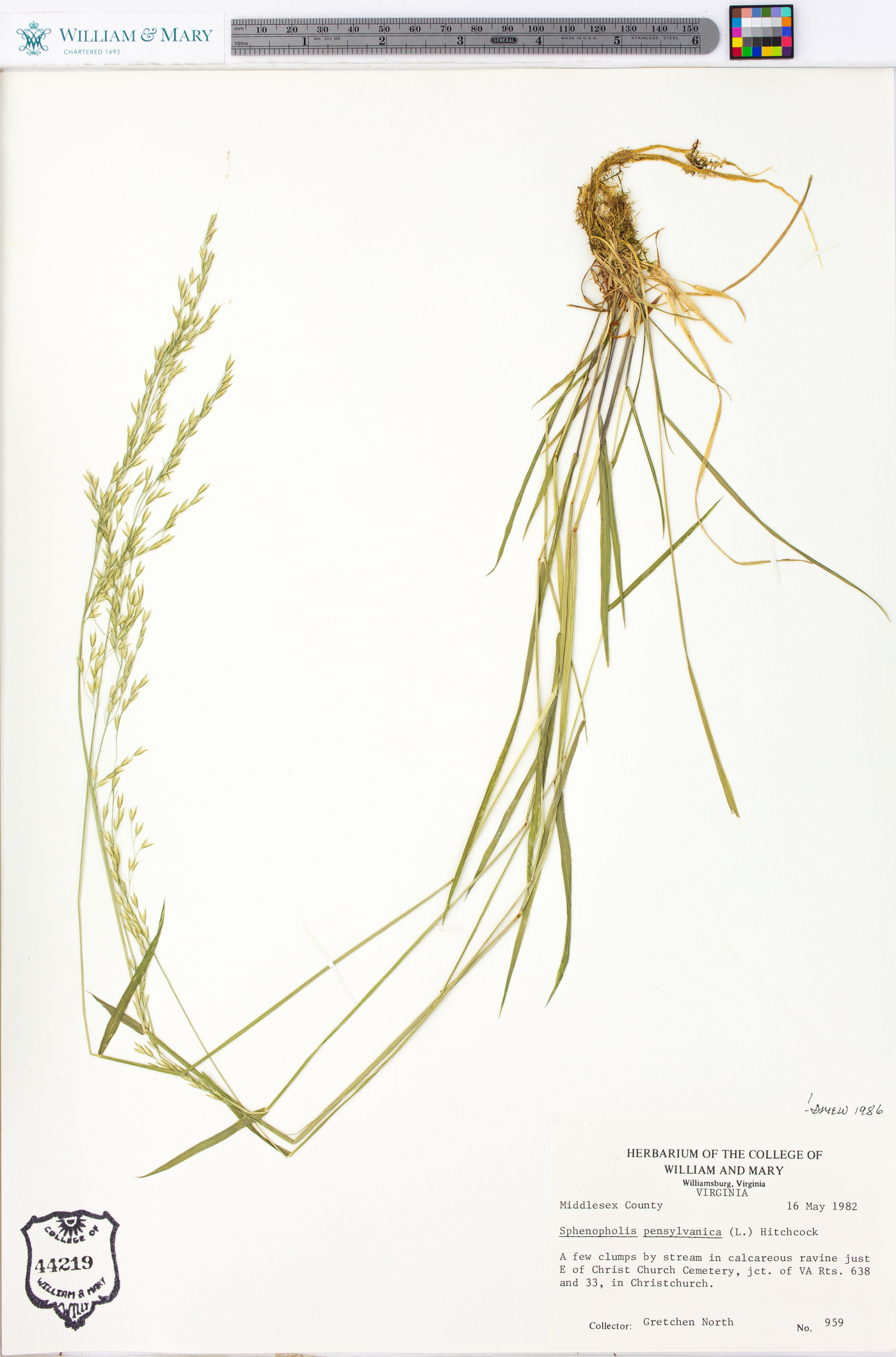 Sphenopholis pensylvanica image