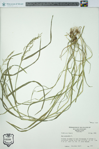 Poa trivialis image