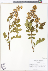 Rosa multiflora image