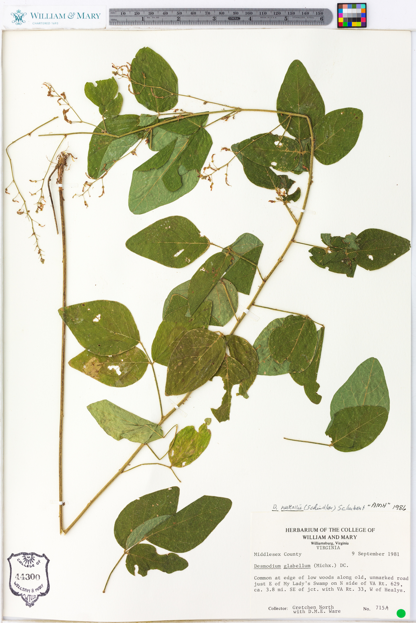 Desmodium nuttallii image