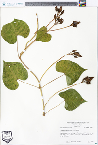 Ipomoea pandurata image