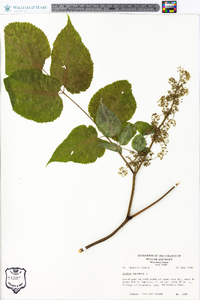 Aralia racemosa image