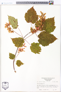 Acer spicatum image