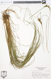 Carex lenticularis image