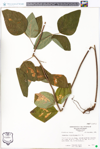 Desmodium viridiflorum image