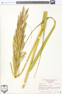 Spartina cynosuroides image