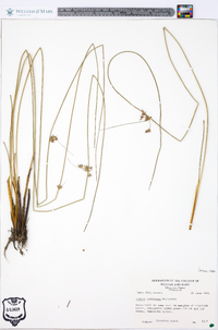 Juncus coriaceus image