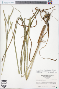 Paspalum floridanum image