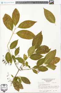 Euonymus atropurpureus image