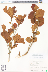 Hamamelis vernalis image