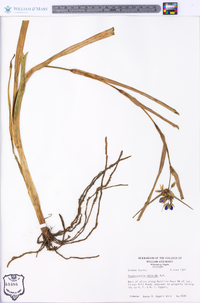 Tradescantia ohiensis image