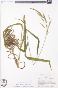 Bromus pubescens image