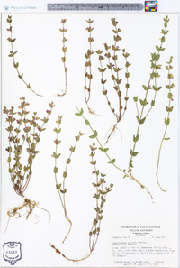 Scutellaria parvula image