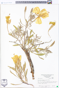 Oenothera macrocarpa image