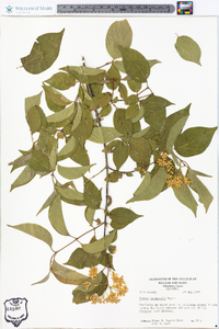 Cornus drummondii image