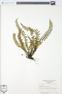 Asplenium resiliens image