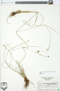 Rhynchospora harveyi image