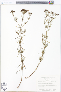 Stenaria nigricans var. nigricans image