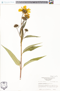 Helianthus grosseserratus image