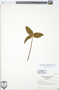 Trillium virginianum image