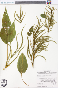 Amaranthus australis image