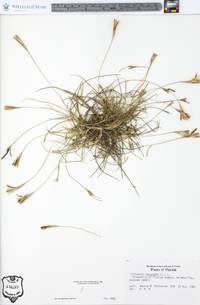 Tillandsia recurvata image