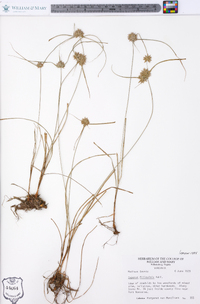 Cyperus filiculmis image