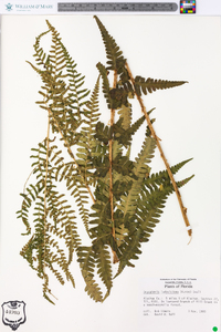 Dryopteris ludoviciana image