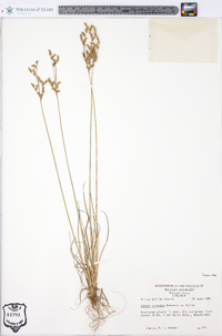 Juncus secundus image