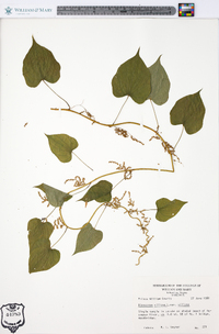 Dioscorea villosa var. villosa image