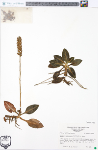 Goodyera pubescens image