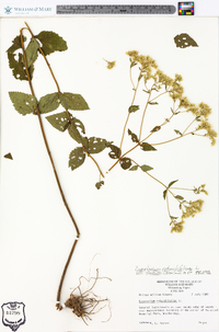 Eupatorium rotundifolium subsp. ovatum image