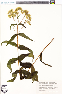 Eupatorium sessilifolium image