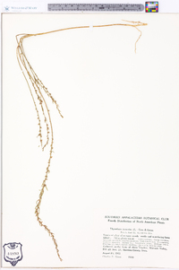 Thymelaea passerina image