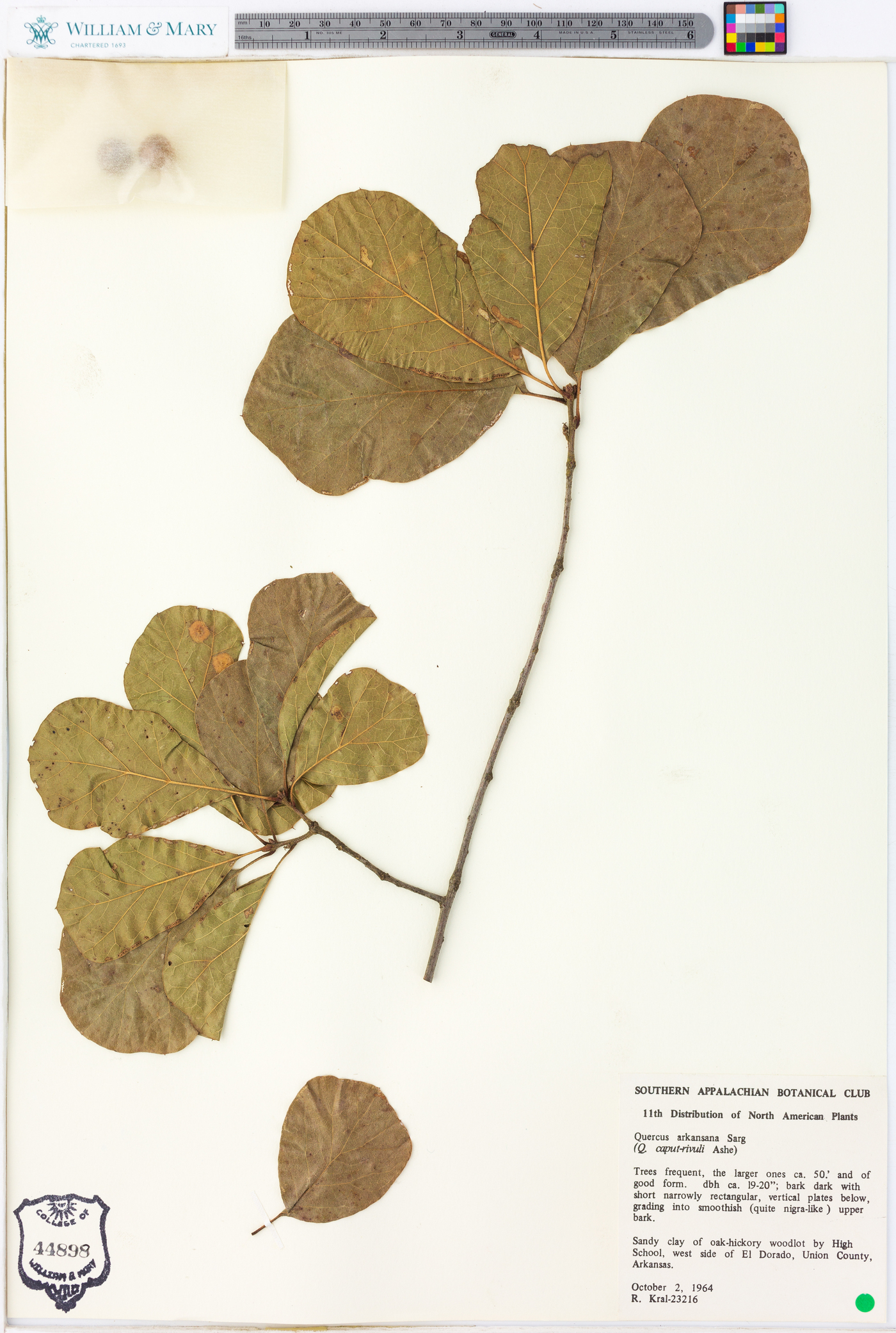 Quercus arkansana image