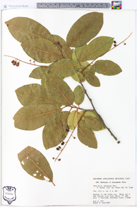 Prunus alabamensis image