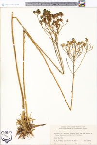 Polygala cymosa image