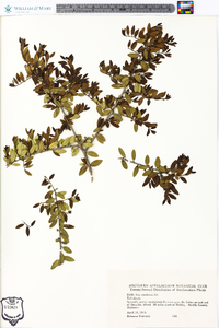 Ilex vomitoria image