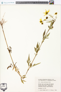 Bidens polylepis image