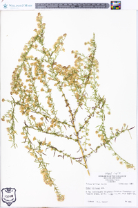 Symphyotrichum racemosum image