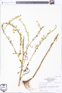 Symphyotrichum racemosum image