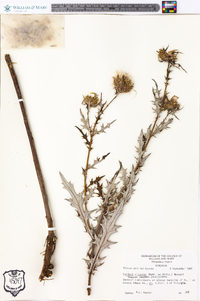 Cirsium discolor image